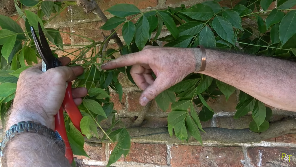 How to Summer Prune Wisteria with Pots & Trowels - Darlac Ltd